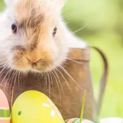 Un adorable lapin sort d'un vieil arrosoir, entouré d'œufs de Pâques colorés. Une scène évoquant la fête de Pâques et son origine.