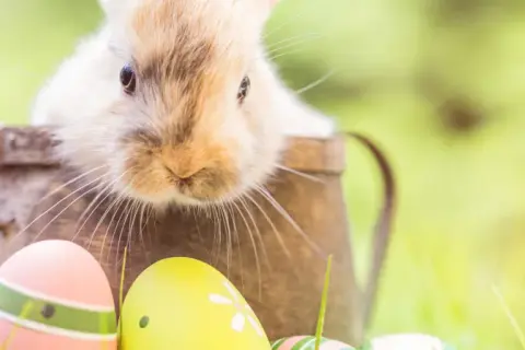 Un adorable lapin sort d'un vieil arrosoir, entouré d'œufs de Pâques colorés. Une scène évoquant la fête de Pâques et son origine.