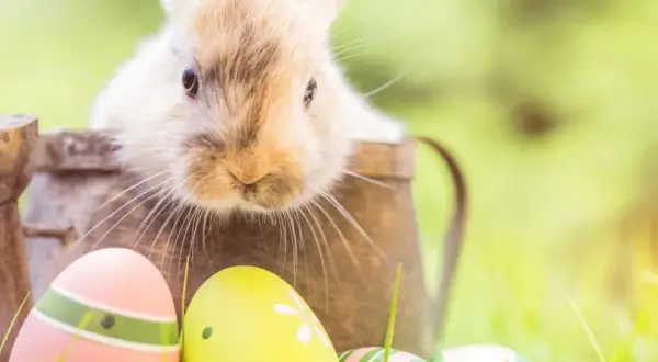 Un adorable lapin sort d'un vieil arrosoir, entouré d'œufs de Pâques colorés. Une scène évoquant la fête de Pâques et son origine.