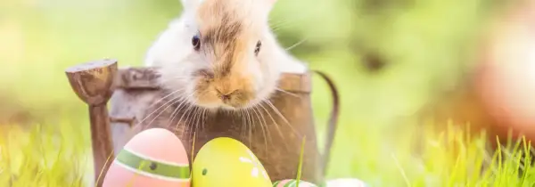 Un adorable lapin sort d'un vieil arrosoir, entouré d'œufs de Pâques colorés. Une scène évoquant la fête de Pâques et son origine.